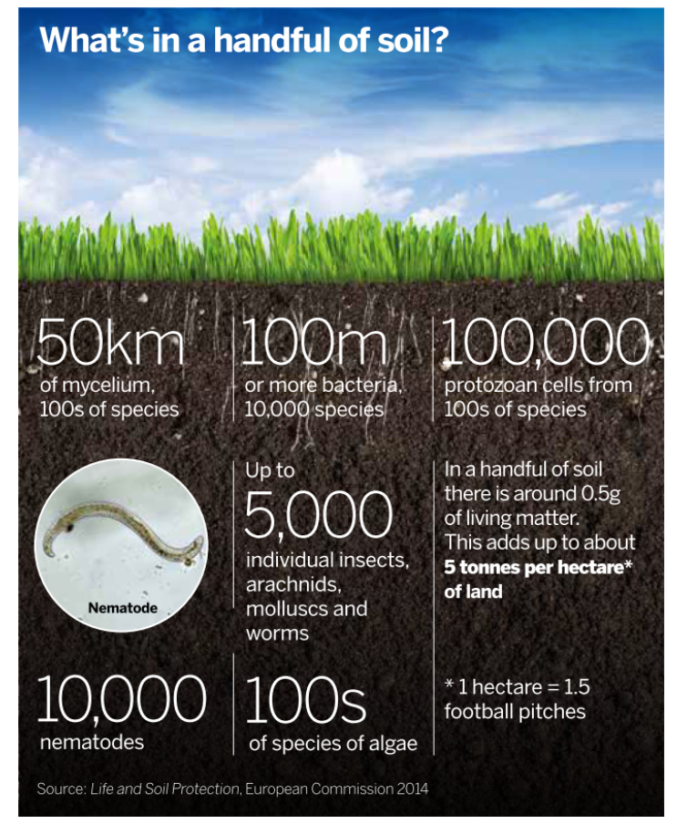 soil components