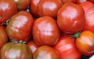 How To Grow Delicious Organic Tomatoes, Part 1