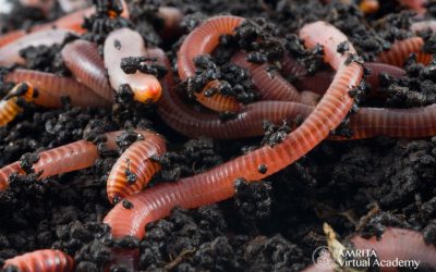 Urban Composting: Introduction to Using a Red Wriggler Worm Compost Bin