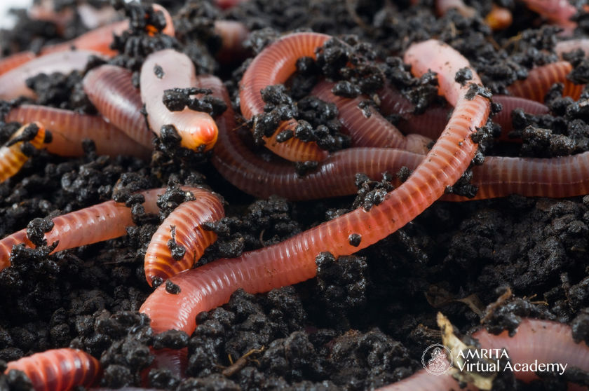 red wriggler worms